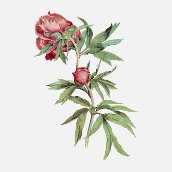 Vintage peony sticker, floral illustration, | Free Vector - rawpixel