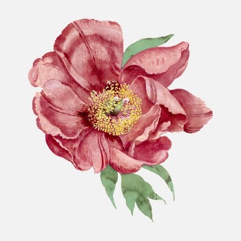 Vintage peony sticker, floral illustration, | Free Vector - rawpixel