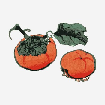 Vintage persimmon, fruit illustration. Free | Free Photo - rawpixel
