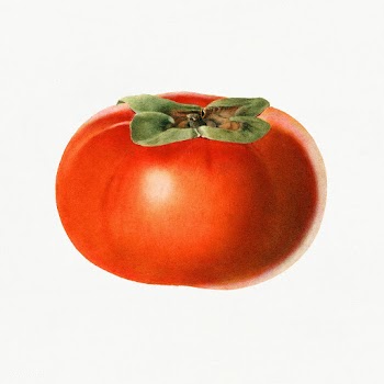 Vintage persimmon illustration. Digitally enhanced illustration from U.. | Free public domain illustration - 2289648