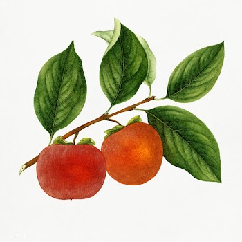 Vintage persimmon twig. Original from U.S. Department of Agriculture P.. | Free public domain illustration - 2289583
