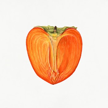 Vintage persimmons illustration. Digitally enhanced illustration from .. | Free public domain illustration - 2297718