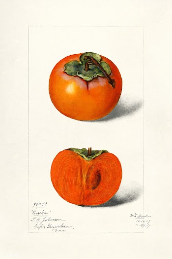 Vintage persimmons illustration. Original from U.S. Department of Agri.. | Free public domain illustration - 2254918