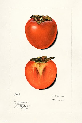 Vintage persimmons illustration. Original from U.S. Department of Agri.. | Free public domain illustration - 2270493