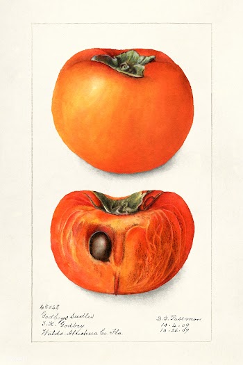 Vintage persimmons illustration. Original from U.S. Department of Agri.. | Free public domain illustration - 2278384
