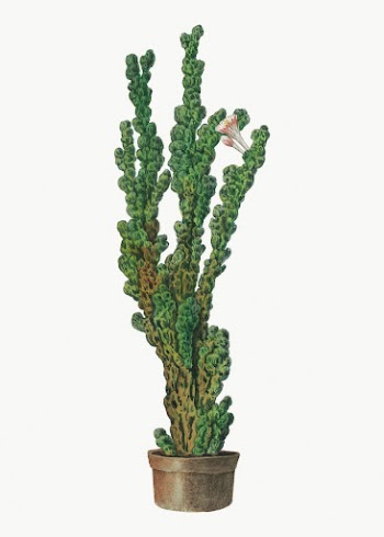 Vintage Peruvian apple cactus drawing, | Free Photo Illustration - rawpixel