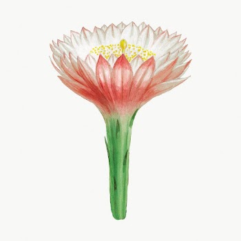 Vintage Peruvian apple cactus flower | Free Photo Illustration - rawpixel
