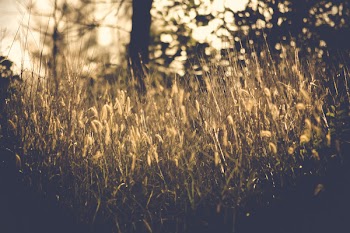 Vintage Photo of Grass