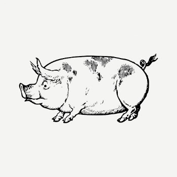 Vintage pig drawing clipart, livestock | Free PSD - rawpixel