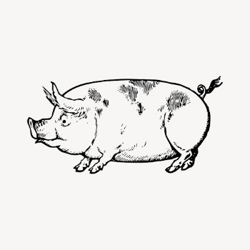 Vintage pig drawing clipart, livestock | Free Vector - rawpixel
