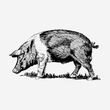 Vintage pig drawing, livestock animal | Free Photo - rawpixel
