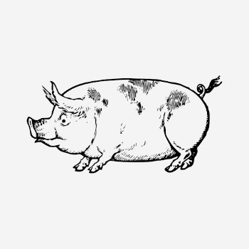 Vintage pig drawing, livestock animal | Free Photo - rawpixel