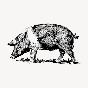 Vintage pig drawing, livestock hand | Free Vector - rawpixel
