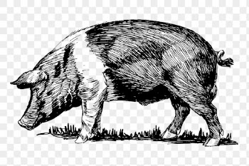 Vintage pig png clipart, livestock | Free PNG - rawpixel