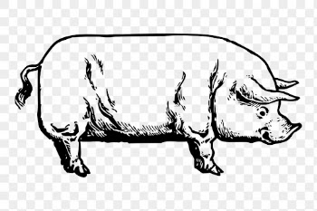Vintage pig png clipart, livestock | Free PNG - rawpixel