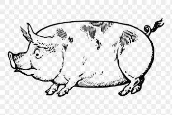 Vintage pig png clipart, livestock | Free PNG - rawpixel