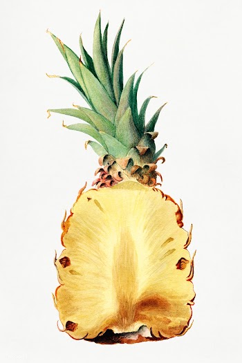 Vintage pineapple cut in half illustration. Digitally enhanced illustr.. | Free public domain illustration - 2289715