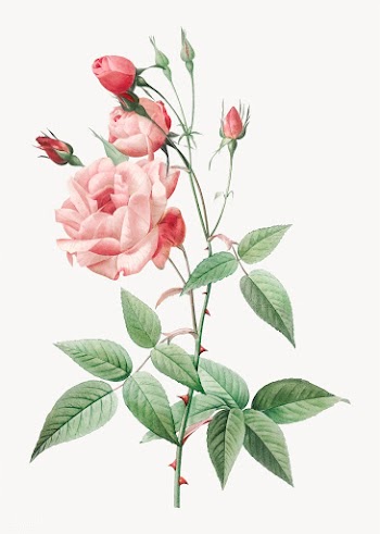 Vintage pink rose drawing | Free stock vector - 574330