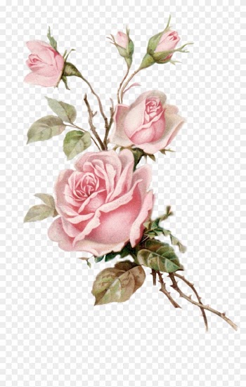Vintage Pink Rose Png Cut Out From An Old Postcard - Vintage Pink Rose Png