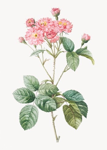 Vintage pink rosebush poster | Free stock vector - 574310