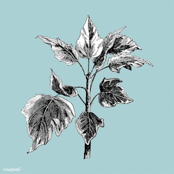 Vintage plants and leaves illustration | Free stock vector - 502517