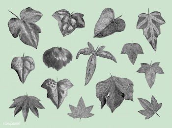 Vintage plants and leaves illustration | Free stock vector - 502524