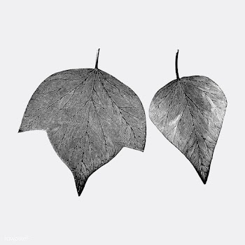 Vintage plants and leaves illustration | Free stock vector - 502525