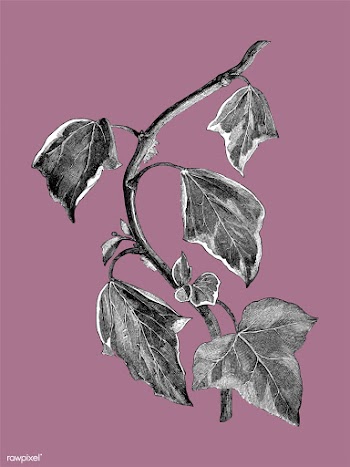 Vintage plants and leaves illustration | Free stock vector - 502529