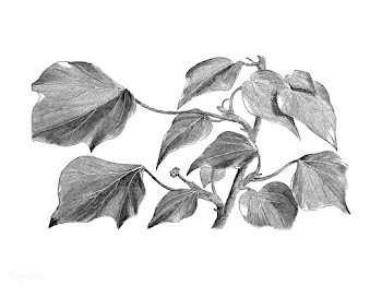 Vintage plants and leaves illustration | Free stock vector - 502539