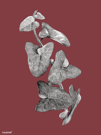 Vintage plants and leaves illustration | Free stock vector - 502543
