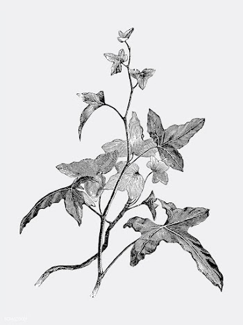 Vintage plants and leaves illustration | Free stock vector - 502544