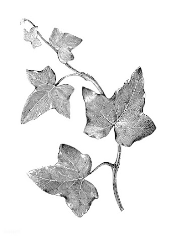 Vintage plants and leaves illustration | Free stock vector - 502547