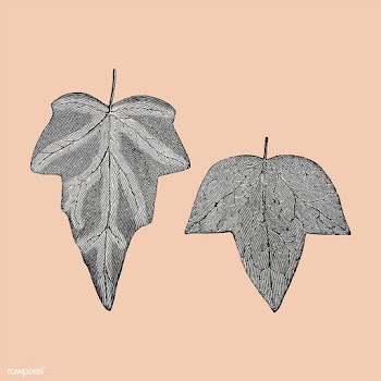 Vintage plants and leaves illustration | Free stock vector - 502550