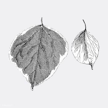 Vintage plants and leaves illustration | Free stock vector - 502554