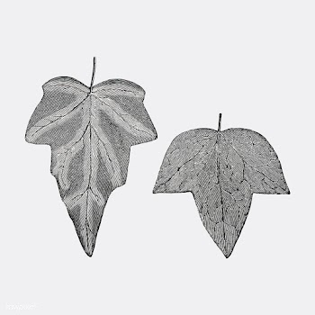 Vintage plants and leaves illustration | Free stock vector - 502562