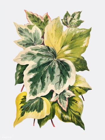 Vintage plants and leaves illustration | Free stock vector - 502563