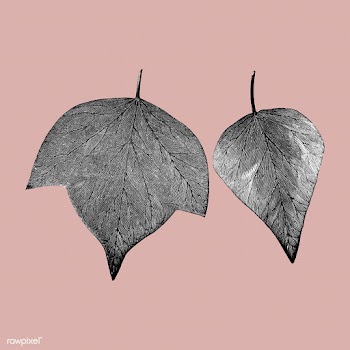 Vintage plants and leaves illustration | Free stock vector - 502567