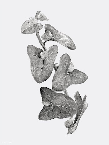 Vintage plants and leaves illustration | Free stock vector - 502573