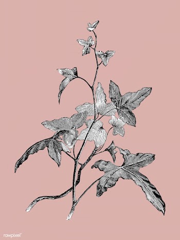 Vintage plants and leaves illustration | Free stock vector - 502579