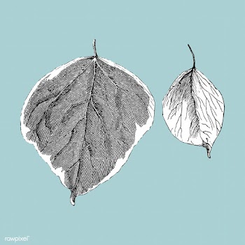 Vintage plants and leaves illustration | Free stock vector - 502586