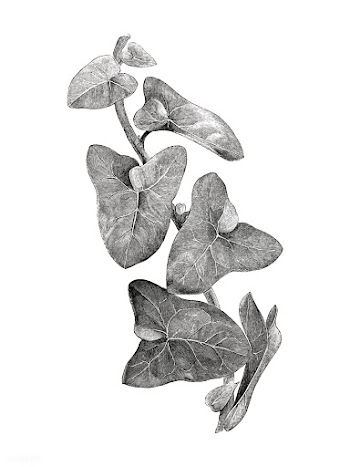 Vintage plants and leaves illustration | Free stock vector - 502589