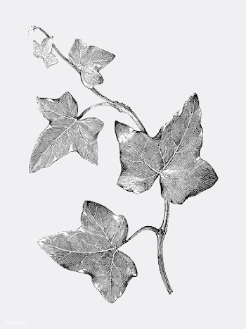 Vintage plants and leaves illustration | Free stock vector - 502594