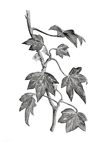 Vintage plants and leaves illustration | Free stock vector - 502595
