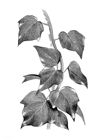 Vintage plants and leaves illustration | Free stock vector - 502597