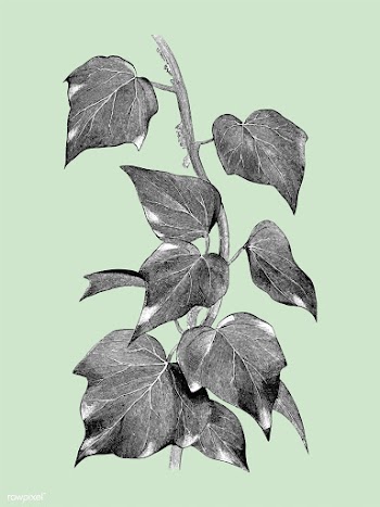 Vintage plants and leaves illustration | Free stock vector - 502598