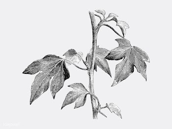 Vintage plants and leaves illustration | Free stock vector - 502599