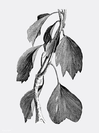 Vintage plants and leaves illustration | Free stock vector - 502602