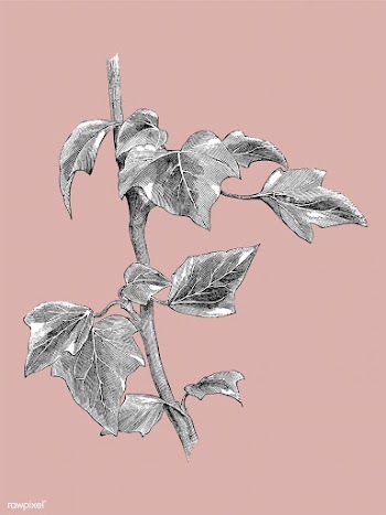 Vintage plants and leaves illustration | Free stock vector - 502606