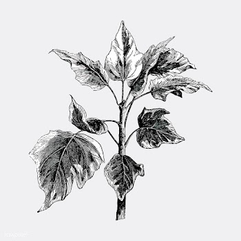 Vintage plants and leaves illustration | Free stock vector - 502610
