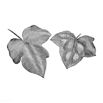 Vintage plants and leaves illustration | Free stock vector - 502611